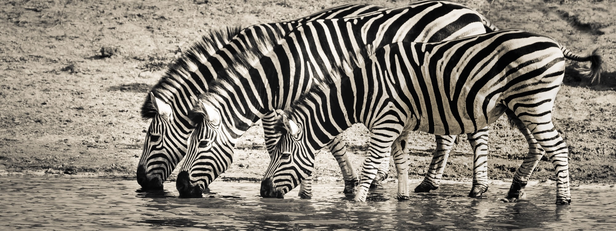 Three zebra drinking at a waterhole. This image is not included with Textpattern. It is provided here as demonstration content.